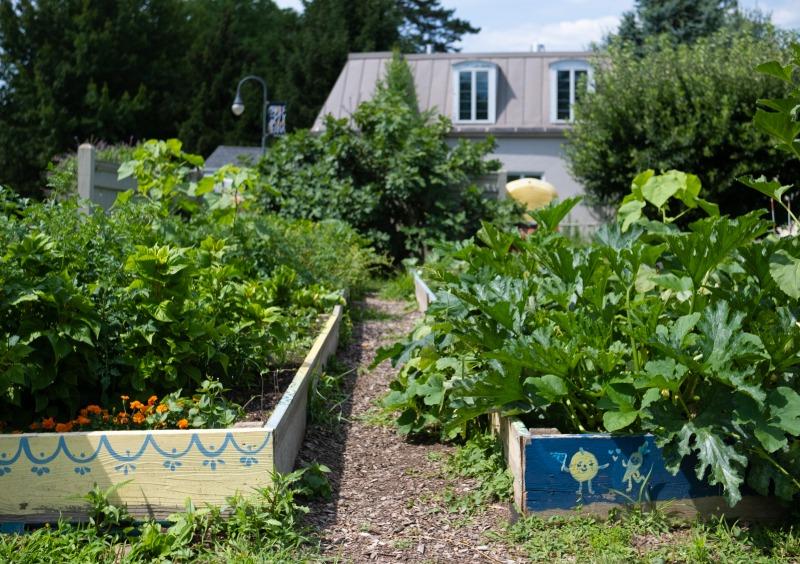 Garden with green plants 